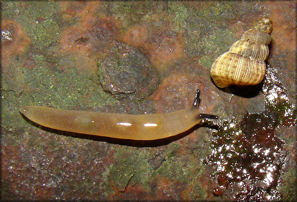 Unidentified Philomycid Slug