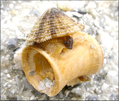 Diodora cayenensis (Lamarck, 1822) Cayenne Keyhole Limpet