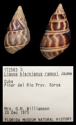 Liguus blainianus ramosi Jaume, 1952