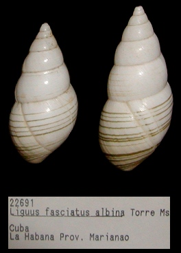 Liguus fasciatus albina de la Torre