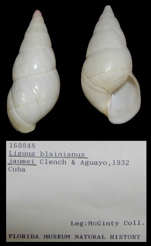 Liguus blainianus jaumei Clench and Aguayo, 1932