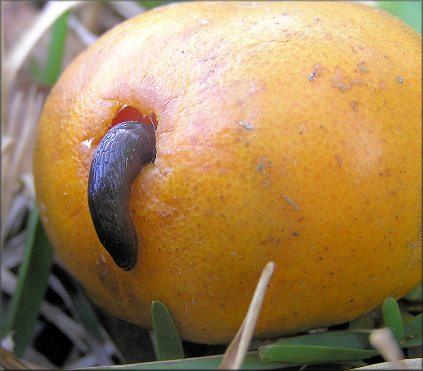 Deroceras laeve (Mller, 1774) Meadow Slug Feeding On Downed Tangerine