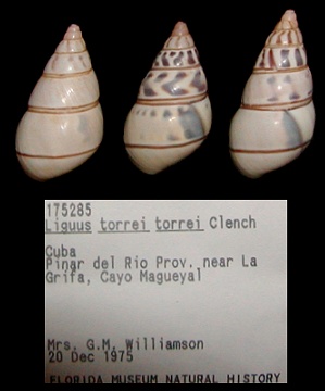 Liguus fasciatus torrei Clench, 1934