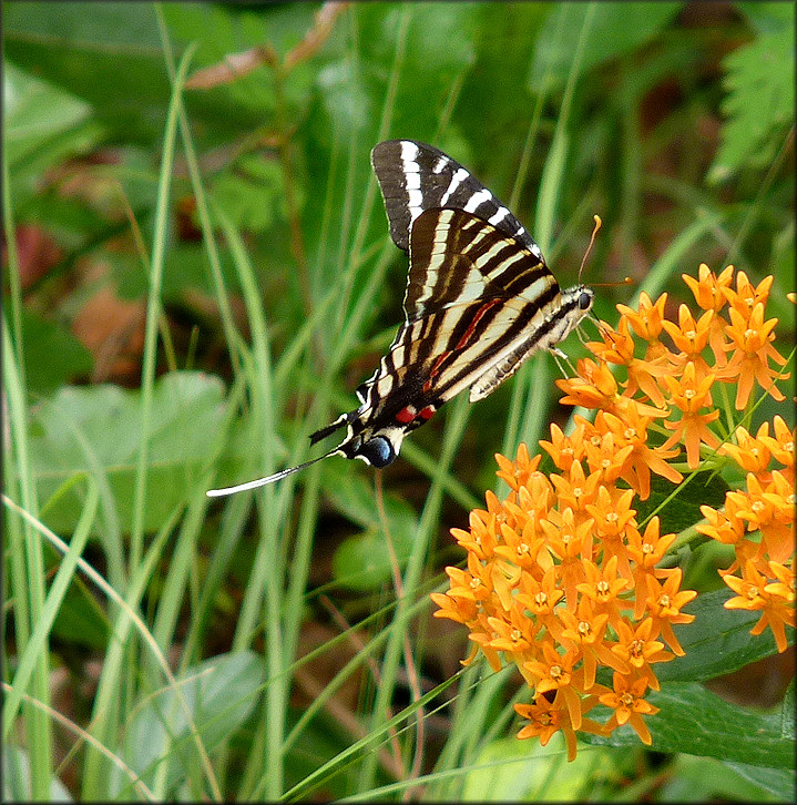 bamona zebra swallowtail