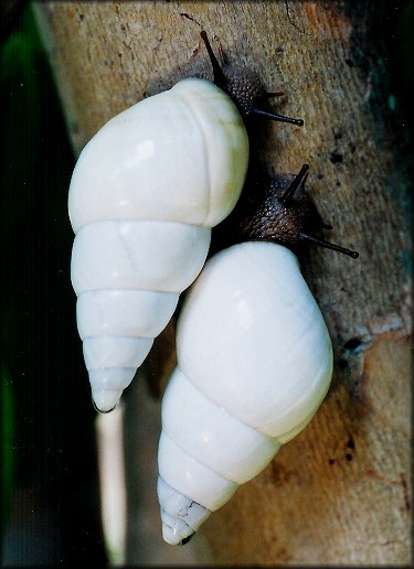 Liguus fasciatus (Mller, 1774) - Sinistral Specimen