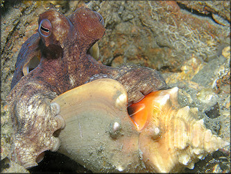 Octopus joubini Robson, 1929 Atlantic Pygmy Octopus