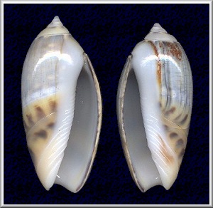 Agaronia gibbosa (Born, 1778)