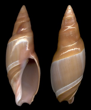 Amalda rubiginosa (Swainson, 1825)