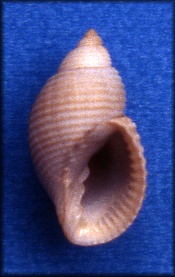 Cancellaria rosewateri R. E. Petit, 1983