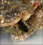 Lobatus raninus (Gmelin, 1791) Hawkwing Conch Living Animal