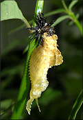 Zebra Longwing Heliconius charitonius Larva/Pupa