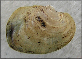 Toxolasma paulum (I. Lea, 1840) Iridescent Lilliput