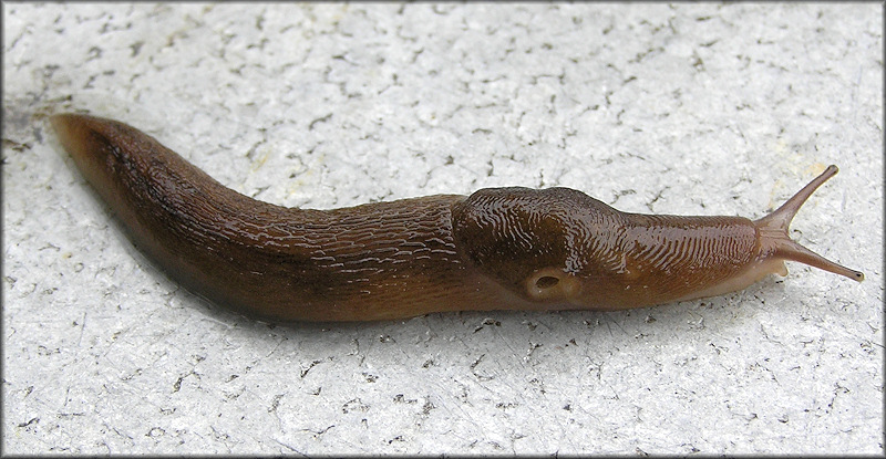 Ambigolimax  valentianus (Frussac, 1821) Threeband Garden Slug