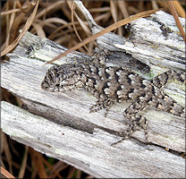 Southern Fence Lizard [Sceloporus undulatus undulatus]