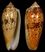 Conus dusaveli (H. Adams, 1872)