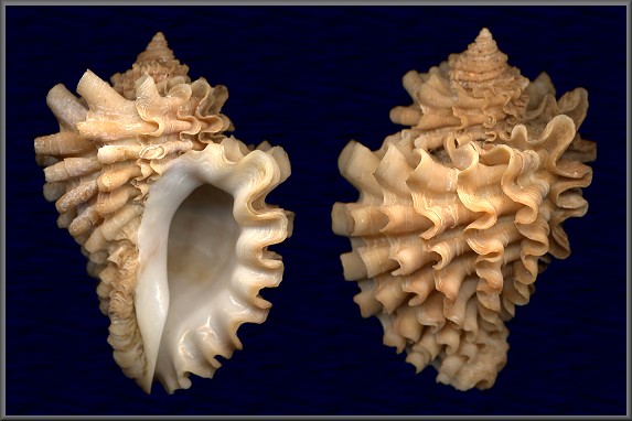 Nucella freycineti (Deshayes, 1841)