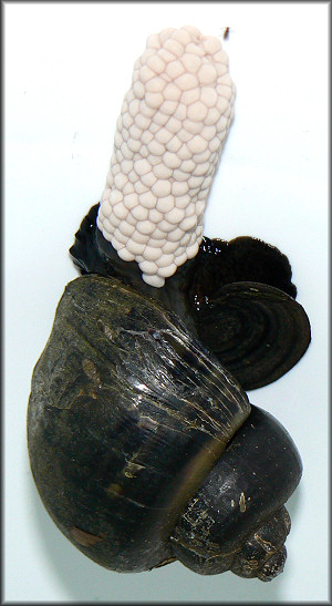 Pomacea diffusa depositing egg clutch