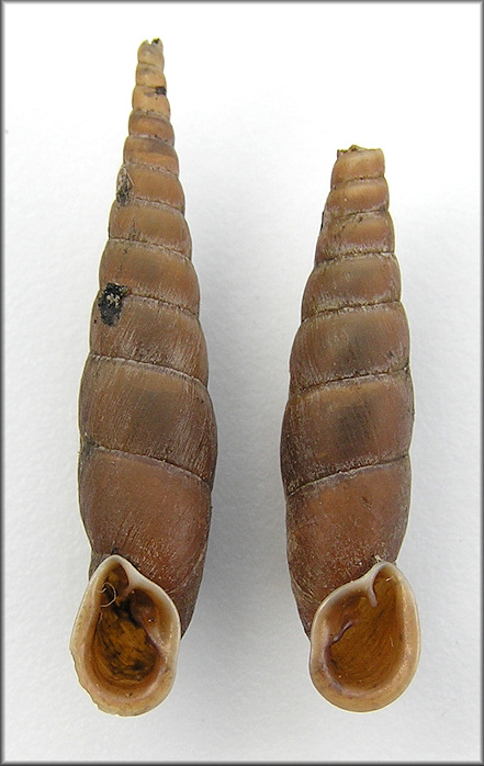 Dextral Phaedusa paviei (Morlet, 1892)