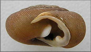 Triodopsis vulgata Pilsbry, 1940 Dished Threetooth