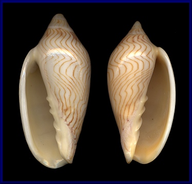 Sinistral Amoria undulata (Lamarck, 1804)