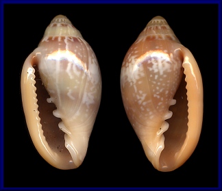 Sinistral Marginella aurantia Lamarck, 1822