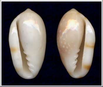 Sinistral Prunum guttatum (Dillwyn, 1817)