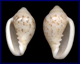 Marginella lutea (19.6 mm.)