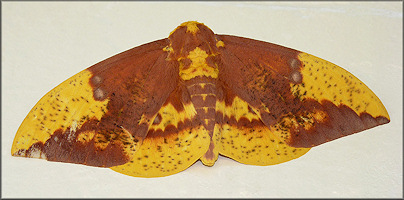 Imperial Moth [Eacles imperialis]