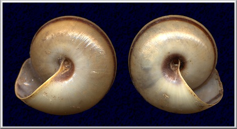 Sinistral Elaphroconcha javacensis (Férussac, 1821)