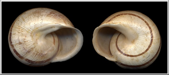Sinistral Eobania vermiculata (Müller, 1774)