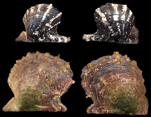 Pinctada imbricata imbricata Röding, 1798 Atlantic Pearl-oyster