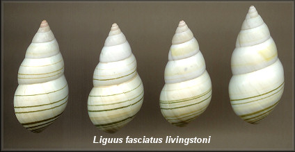 Liguus fasciatus livinstoni