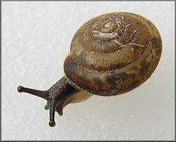 Euchemotrema fraternum (Say, 1821) Upland Pillsnail
