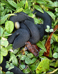 Belocaulus angustipes (Heynemann, 1885) Black-velvet Leatherleaf Mating