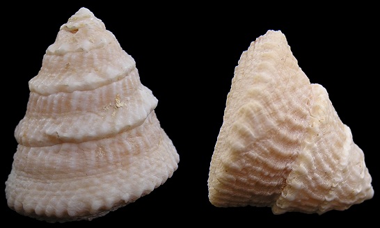 Lithopoma americanum (Gmelin, 1791) American Starsnail
