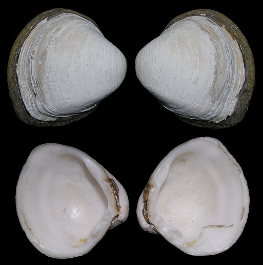 Polymesoda caroliniana (Bosc, 1801) Carolina Marshclam