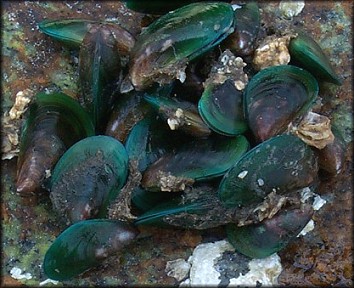 Asian Green Mussel [Perna viridis (Linnaeus, 1758)]