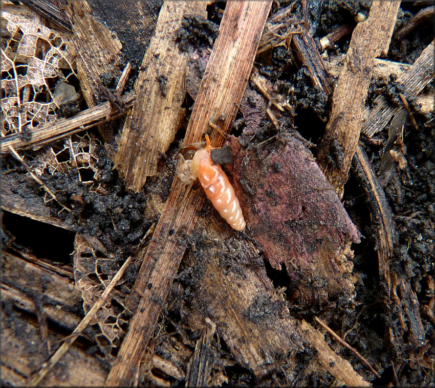 Huttonella bicolor (Hutton, 1834) Two-tone Gullela In Situ