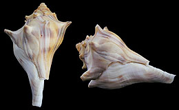 Genus Busycon Freak Shells