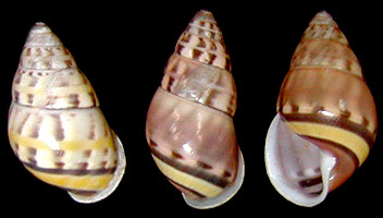 Amphidromus areolatus (L. Pfeiffer, 1861)