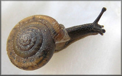 Daedalochila sp. aff. hausmani (Jackson, 1948) Straight-edge Liptooth