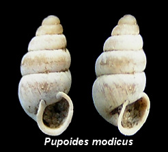Pupoides modicus (Gould, 1848)