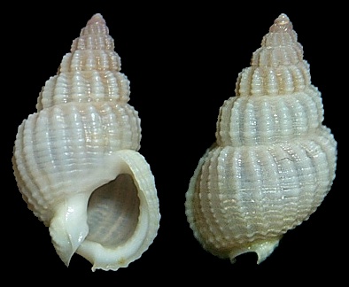 Phrontis alba (Say, 1826) White Nassa