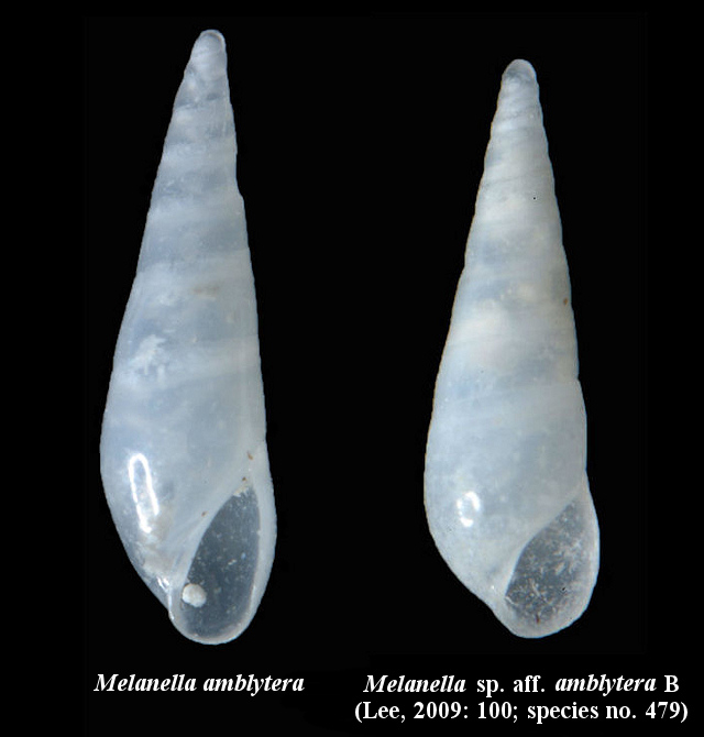 Melanella amblytera (A. E. Verrill and Bush, 1900)