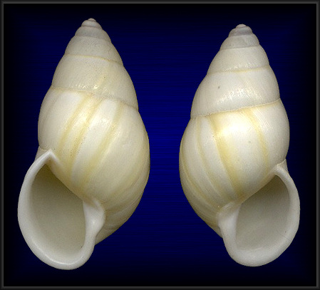 Dextral Amphidromus chloris (Reeve, 1848) 