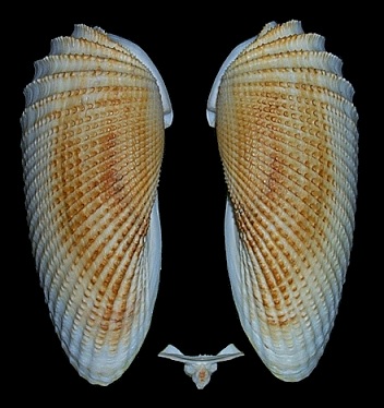 Cyrtopleura costata (Linnaeus, 1758) Angelwing