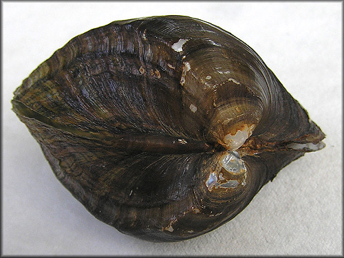 Alasmidonta arcula (I. Lea, 1838) Arc-mussel