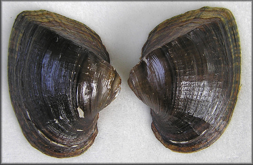 Alasmidonta arcula (I. Lea, 1838) Arc-mussel