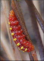 Atala [Eumaeus atala] Larva