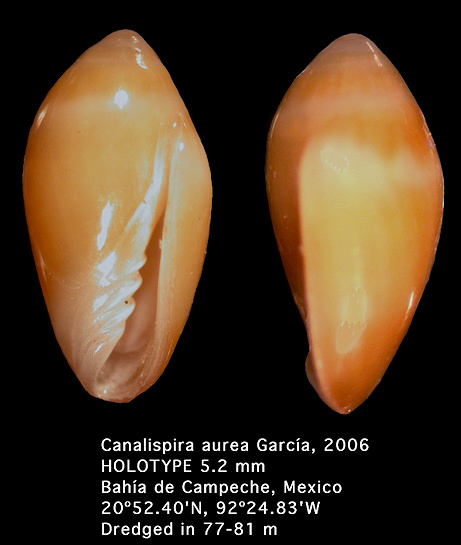 Canalispira aurea Garca, 2006 (holotype)